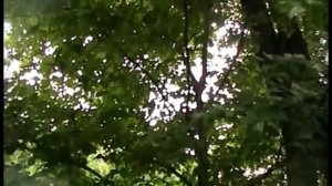 Вяз, или Ильм