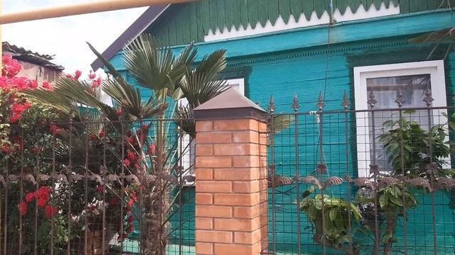 Пальмы в Азове Ростовской области смотреть онлайн