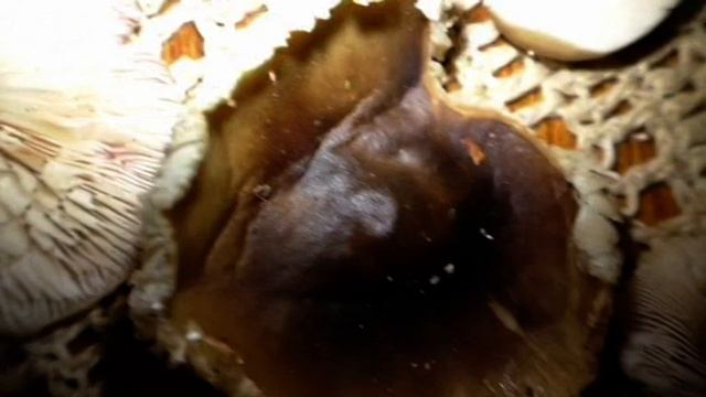 Грибы Денежки - Коллибии. Лес за Вязовенькой. смотреть онлайн