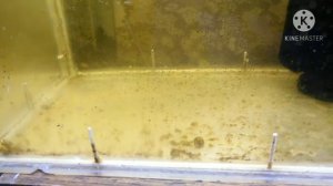 Личинка скалярии поплыла