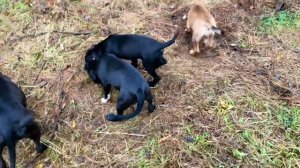 Щенки Питбуля 3,5 месяца #питбуль #питбультерьер #щенкипитбуля #питбульщенки