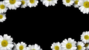 футаж ромашки 2