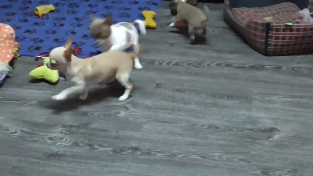 Мальчики чихуахуа Лиловые и кремовый