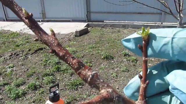 ПОЧЕМУ НЕ ЗАЦВЕЛ АБРИКОС. Что делать, если не цветет абрикос. смотреть онлайн