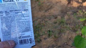 Уход за виноградом на 1 году жизни в Ленинградской области, опрыскивание от болезней.