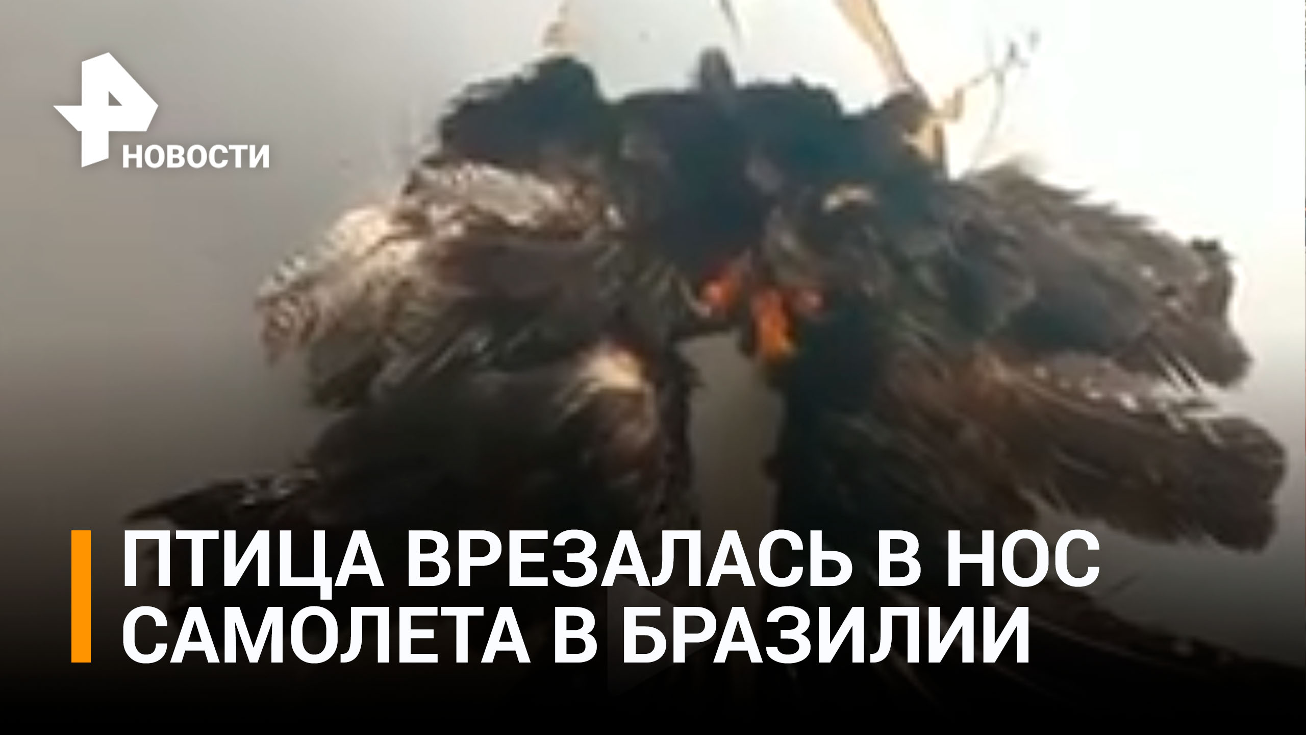 Самолет чуть не разбился из-за столкновения с огромной птицей / РЕН Новости