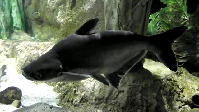 Пангасиус, Pangasius hypophthalmus, крупная аквариумная рыба из Вьетнама, океанариум спб смотреть онлайн