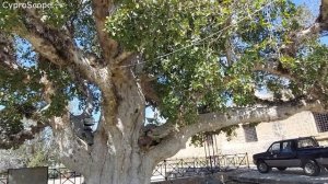 See Cyprus' Incredible Giant Sycamore Tree  - An attraction of Ayia Napa