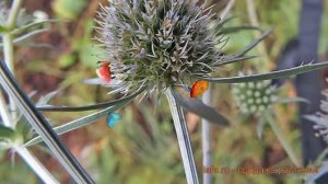 Синеголовник обыкновенный Бурже ? обзор: как сажать, саженцы синеголовники Бурже