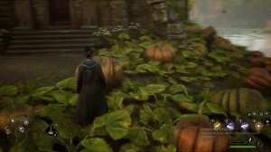 Разбиваем тыквы в HOGWARTS LEGACY