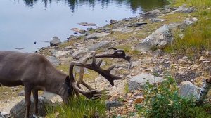 Дикий северный олень. Фотоловушка Лапландского заповедника