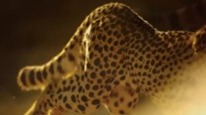 gepard-.mp4