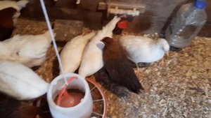 Ленинградская белая порода кур  и вельзумер. Генофонд Сергиев Пасад. Сегодня 2 месяца.