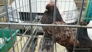 Ярмарка голубей в Туле. 22 февраля 2020 года.