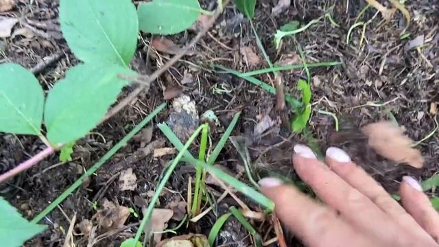 #СамарскаяЛидия -ключевые моменты ухода за сортом! Зеленый лист и пышные соцветия - это не проблема