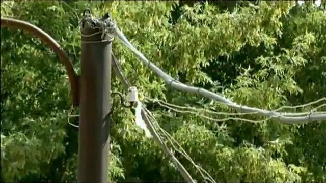 В Новосибирске спилят еще 8 тысяч старых деревьев смотреть онлайн