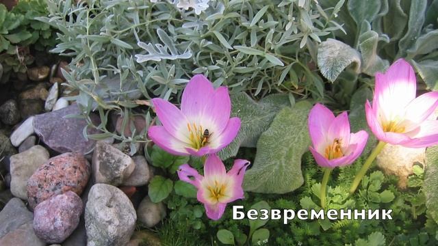 Растения АЛЬПИНАРИЯ /Ландшафт/6 соток