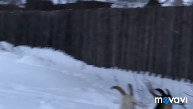 Люблю фруктовый салат//Купила себе игрушку//Снимаю все подряд//Фелуцен и Фрося// смотреть онлайн