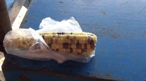 Белая кукуруза