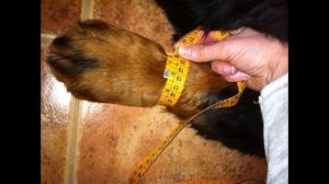 Как должен расти лабрадор?