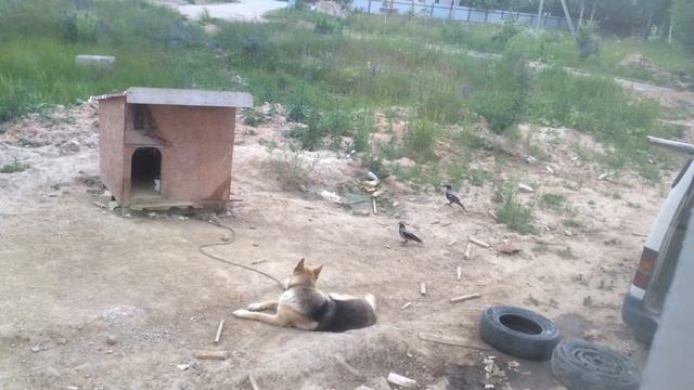Ворона и собака прикол !!!!! смотреть онлайн