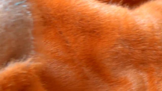 рыжая норочка смотреть онлайн