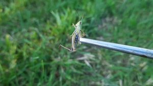 Содержание певчего кузнечика. Tettigonia cantans in enclosure. #кузнечик