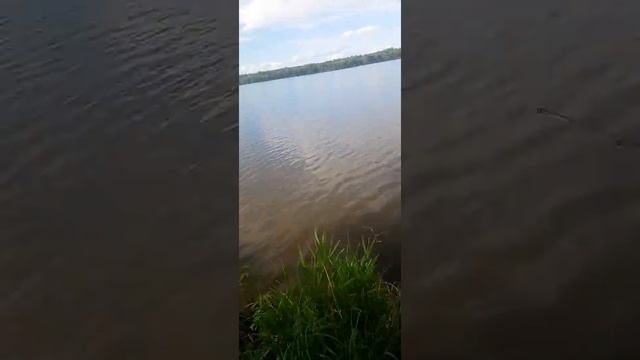 #Рыбалка#подсачек#карп смотреть онлайн