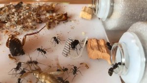 Выбираем лучших CAMPONOTUS для начинающих! Рассмотрим 3 вида!