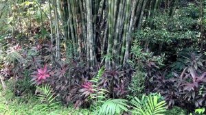 Носатые обезьяны. Зоопарк в Кота Кинабалу на острове Борнео в Малайзии