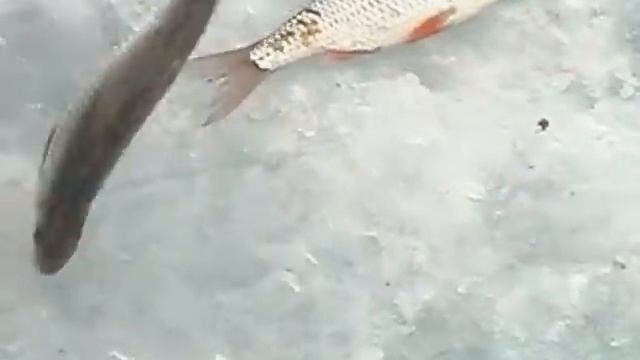 Мушки на зимней рыбалке 2005г часть 2 смотреть онлайн