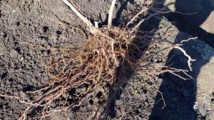 А где же корни? Удаление трёхлетнего куста винограда!