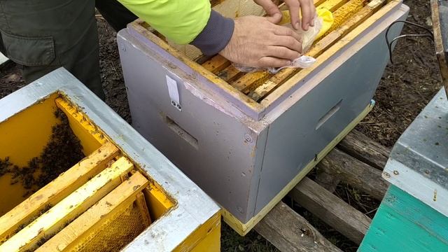 Симбиоз.Отводки.Тревога.Дотации пчёлам. смотреть онлайн