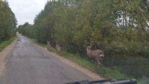 Селищи Басовское...