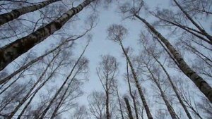 А небеса такие синие!