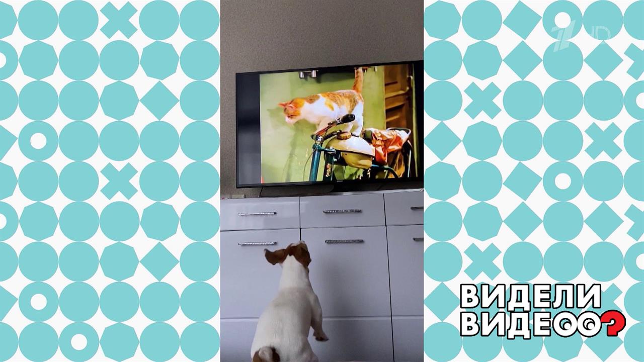 Собака смотрит кино про кошку. Видели видео? Фрагмент выпуска от 09.04.2023