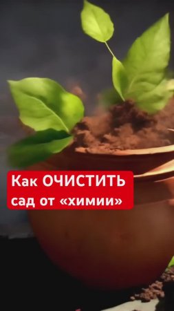 Очистка сада от пестицидов. САМЫЙ НЕОБЫЧНЫЙ СПОСОБ