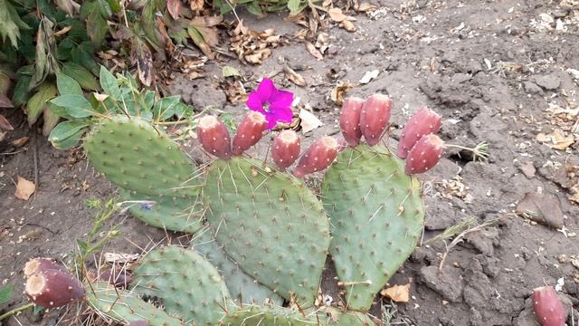 ПЛОДЫ ЗИМОСТОЙКОГО КАКТУСА 2020 год смотреть онлайн