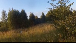 Охота, сентябрь. С легавой на боровую.