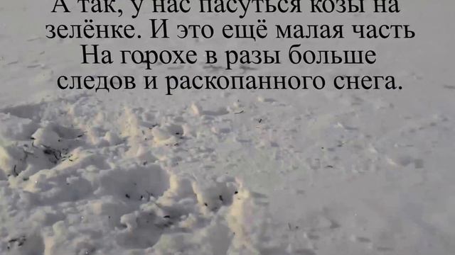 Много заячьих следов. Как пасутся зимой косули(следы)