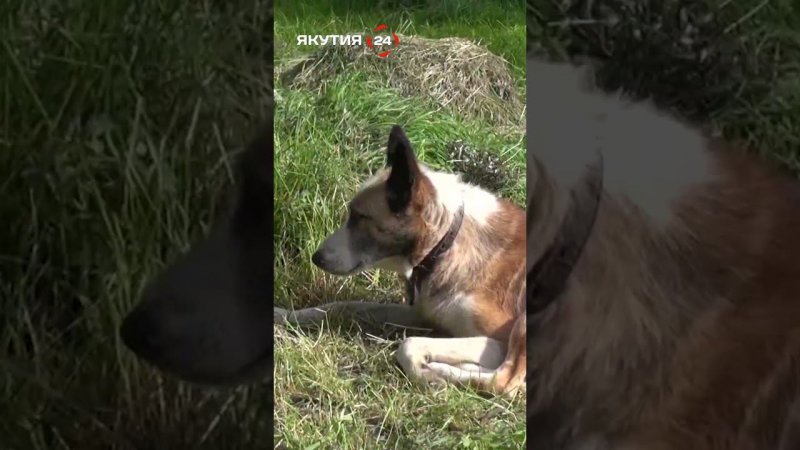 Якутский охотник воюет с комарами и не унывает/Yakut hunter fights mosquitoes - does not lose heart