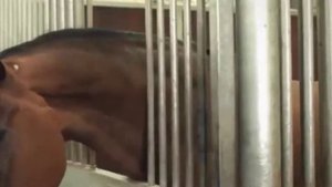 ЛОШАДИ КЛИП - HORSE MUSIC VIDEO
