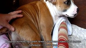 Течка у собак: сколько длится и когда начинается