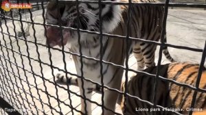 Золото Тайгана - красавица Василиса и нежный тигр Скиф Gold Taigan's beautyful Vasilisa & tiger Ski