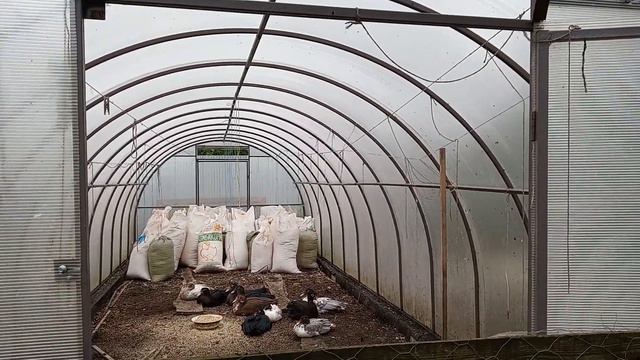 Цыплята, котята, козлята, тля, птицы, собаки)) все смешалось в нашем доме)) 1ч. смотреть онлайн