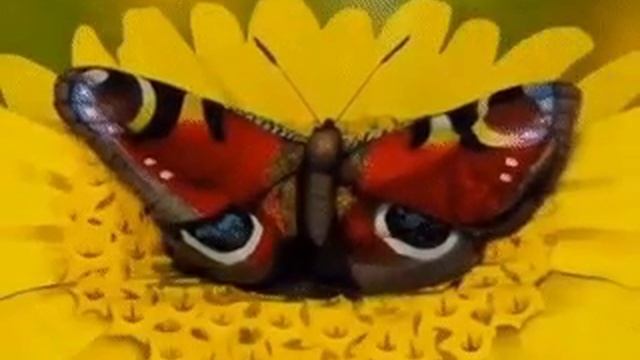 Бабочка