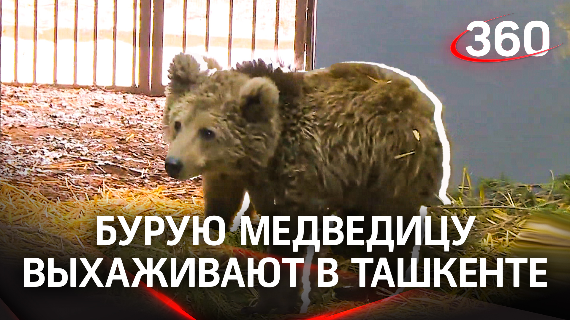 Краснокнижный поедатель конфет: маленькую бурую медведицу выхаживают в зоопарке Ташкента