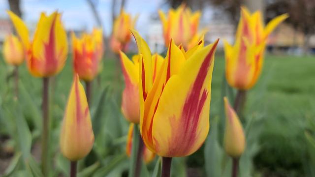 FIREWORKS | TULIPS | SRING FLOWERS смотреть онлайн