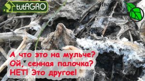 КРАСНЫМ СТЕРЖНЕМ. Мульча есть, а мозгов нет? Ошибки в выборе БЛОГЕРА могут оставить вас БЕЗ УРОЖАЯ.