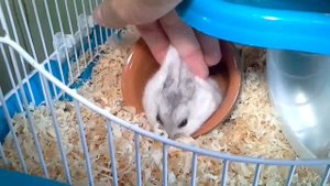 КАК ПРАВИЛЬНО ГЛАДИТЬ ХОМЯЧКА, ЧТОБЫ ОН БАЛДЕЛ И ЗАСЫПАЛ))) | KEKC CHANNEL